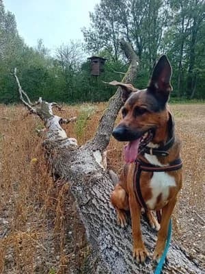 Zappa, braun male Mixed Breed for adoption at Tierheim Wels, Wels — photo 5 of 8