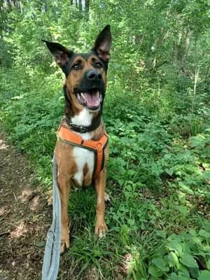 Zappa, braun male Mixed Breed for adoption at Tierheim Wels, Wels — photo 6 of 8