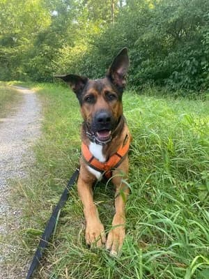 Zappa, braun male Mixed Breed for adoption at Tierheim Wels, Wels — photo 7 of 8