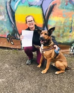 Zappa, braun male Mixed Breed for adoption at Tierheim Wels, Wels — photo 8 of 8