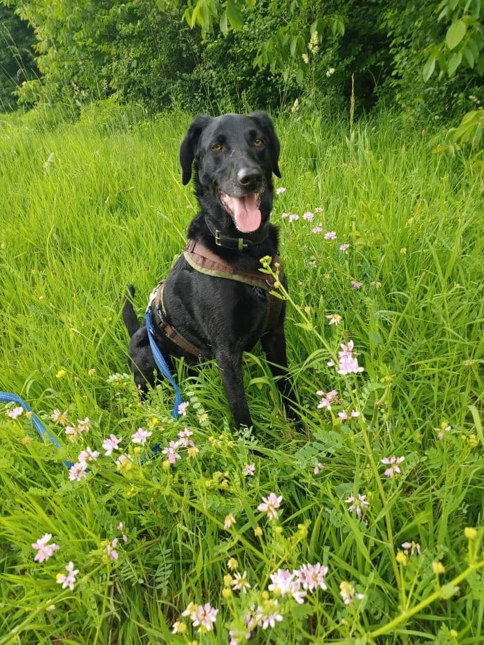 Nico, schwarz male senior mixed breed for adoption at Tierheim Wels, Wels