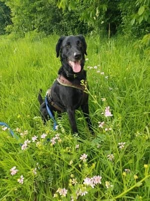Nico, schwarz male mixed breed for adoption at Tierheim Wels, Wels — photo 2 of 7