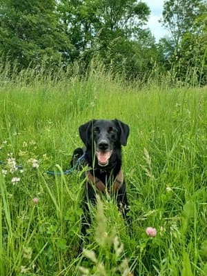 Nico, schwarz male mixed breed for adoption at Tierheim Wels, Wels — photo 3 of 7