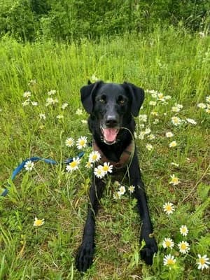 Nico, schwarz male mixed breed for adoption at Tierheim Wels, Wels — photo 4 of 7