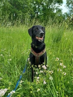 Nico, schwarz male mixed breed for adoption at Tierheim Wels, Wels — photo 5 of 7