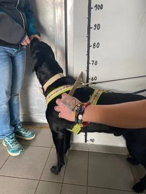 Nico, schwarz male mixed breed for adoption at Tierheim Wels, Wels — photo 7 of 7