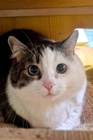 Valentina, brauntiger-weiß female mixed breed for adoption at Tierheim Wels, Wels — photo 2 of 2