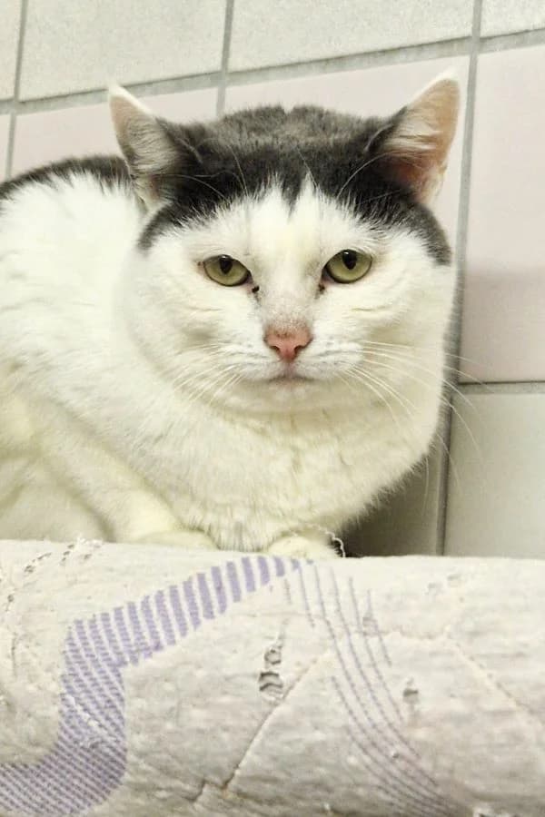 Ricci, blau-weiß female mixed breed for adoption at Tierheim Wels, Wels