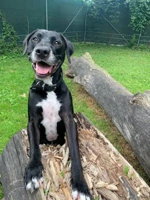 Tyler, schwarz mit weiß male Mixed Breed for adoption at Tierheim Wels, Wels — photo 2 of 4