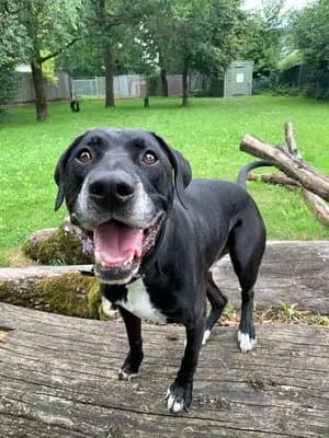 Tyler, schwarz mit weiß male Mixed Breed for adoption at Tierheim Wels, Wels — photo 3 of 4