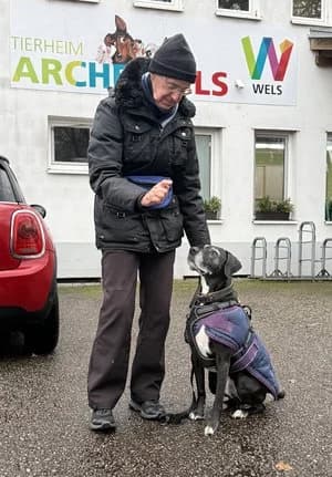 Tyler, schwarz mit weiß male Mixed Breed for adoption at Tierheim Wels, Wels — photo 4 of 4