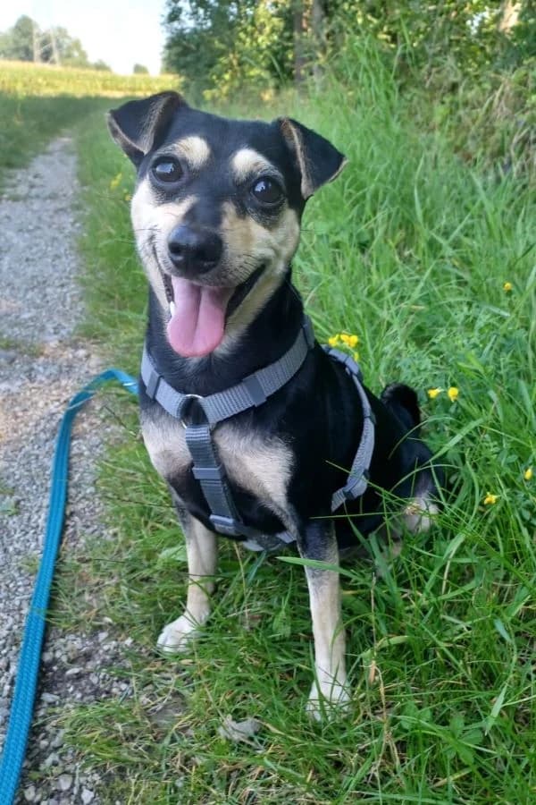 Emily, schwarz-beige female young Mixed Breed for adoption at Tierheim Wels, Wels