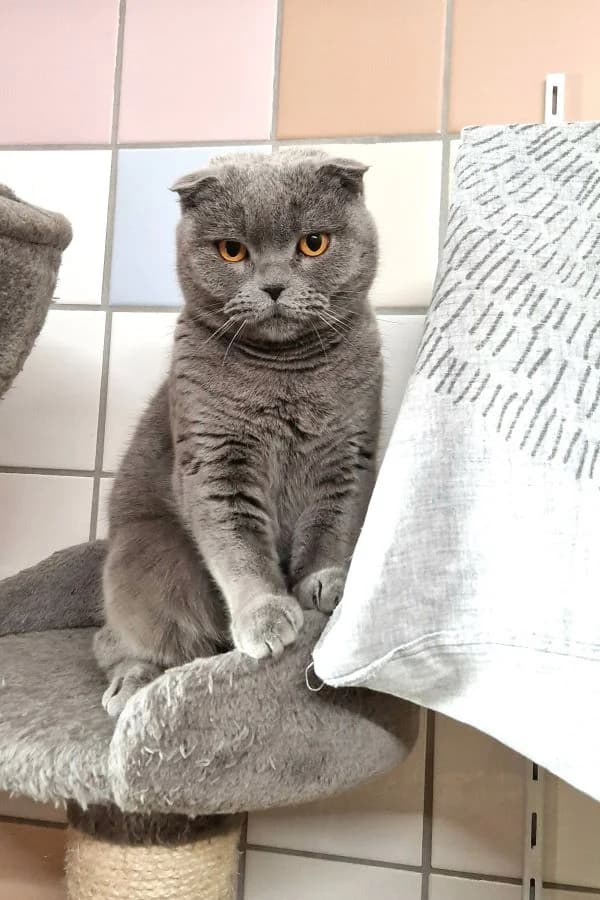 Murlina, blau female 3yo Scottish Fold for adoption at Tierheim Wels, Wels