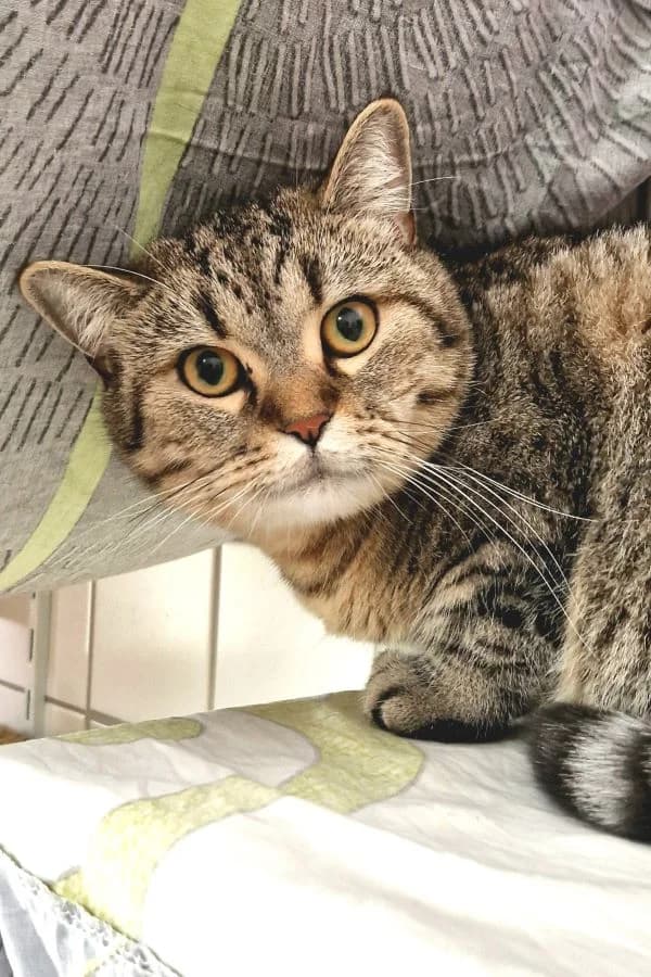 Bonito, brauntiger male young Scottish Fold for adoption at Tierheim Wels, Wels