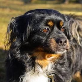 Don Camilo, male Mixed Breed for adoption at TIKO Tierschutzkompetenzzentrum, Klagenfurt
