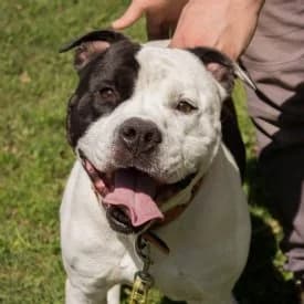 Pinu, male American Staffordshire Terrier for adoption at TIKO Tierschutzkompetenzzentrum, Klagenfurt