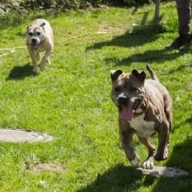 Freya und Buddy, male American Staffordshire Terrier for adoption at TIKO Tierschutzkompetenzzentrum, Klagenfurt