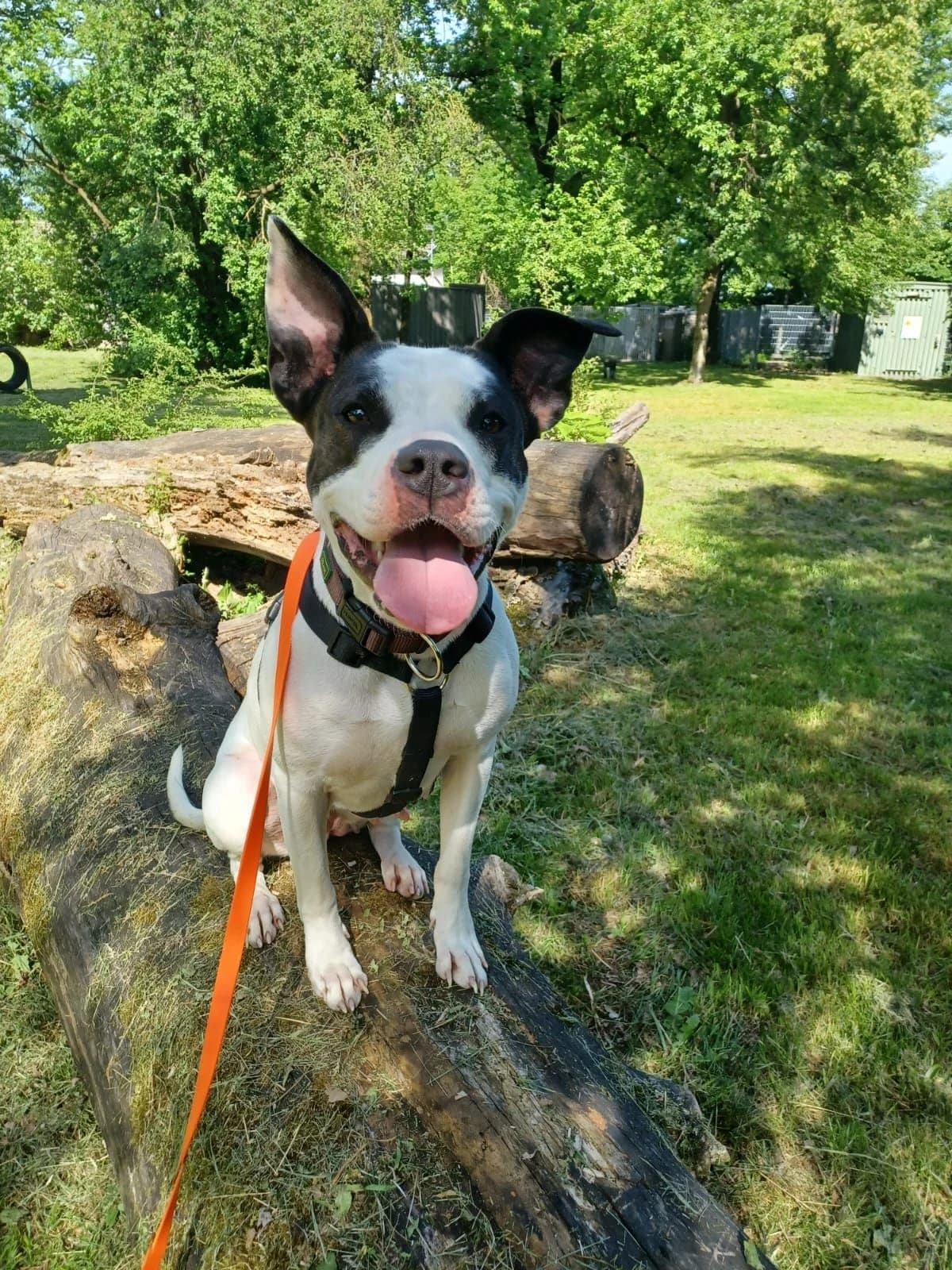 Amy, weiß mit gestromt female mixed breed for adoption at Tierheim Wels, Wels