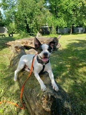 Amy, weiß mit gestromt female mixed breed for adoption at Tierheim Wels, Wels — photo 3 of 5