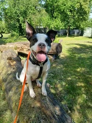 Amy, weiß mit gestromt female mixed breed for adoption at Tierheim Wels, Wels — photo 4 of 5