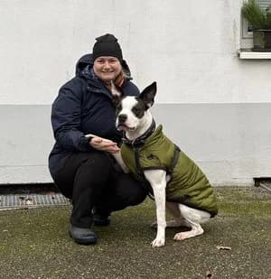 Amy, weiß mit gestromt female mixed breed for adoption at Tierheim Wels, Wels — photo 5 of 5