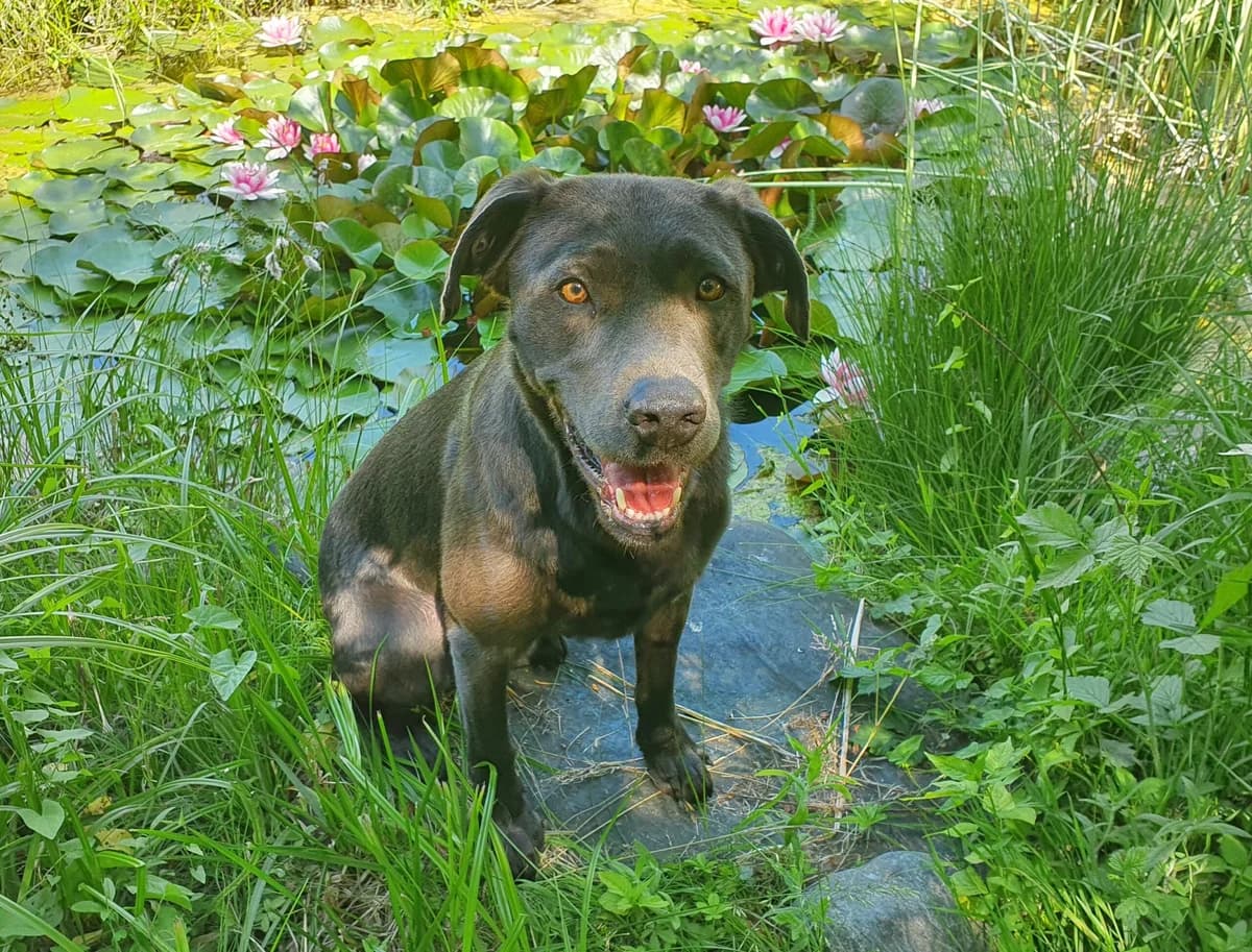 Shadow,  Labrador Retriever for adoption at Tierschutzverein für Tirol, Innsbruck