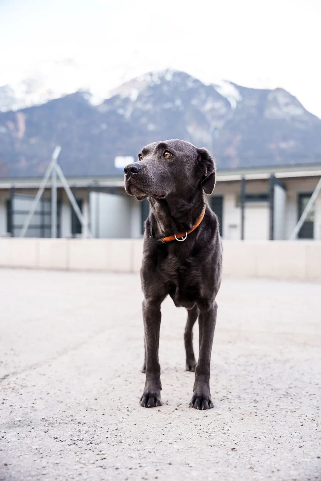 Shadow,  Labrador Retriever for adoption at Tierschutzverein für Tirol, Innsbruck