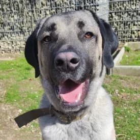 Madox, male Kangal for adoption at TIKO Tierschutzkompetenzzentrum, Klagenfurt