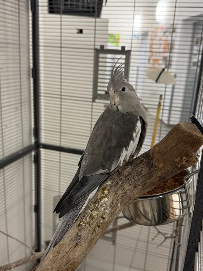 Elian, grau male mixed breed for adoption at Tierheim Wels, Wels