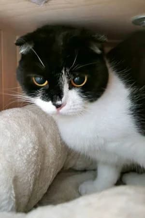 Saya, schwarz-weiß female Scottish Fold for adoption at Tierheim Wels, Wels — photo 2 of 2