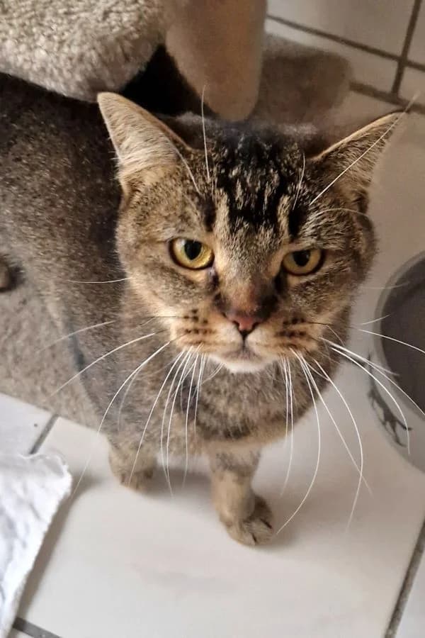 Leya, wildfarben female mixed breed for adoption at Tierheim Wels, Wels