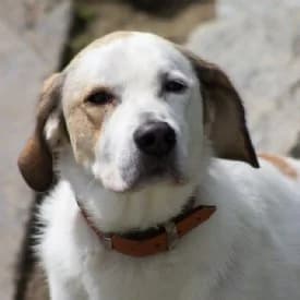 Sam, male Mixed Breed for adoption at TIKO Tierschutzkompetenzzentrum, Klagenfurt