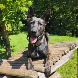 Tito, male Belgian Malinois for adoption at TIKO Tierschutzkompetenzzentrum, Klagenfurt
