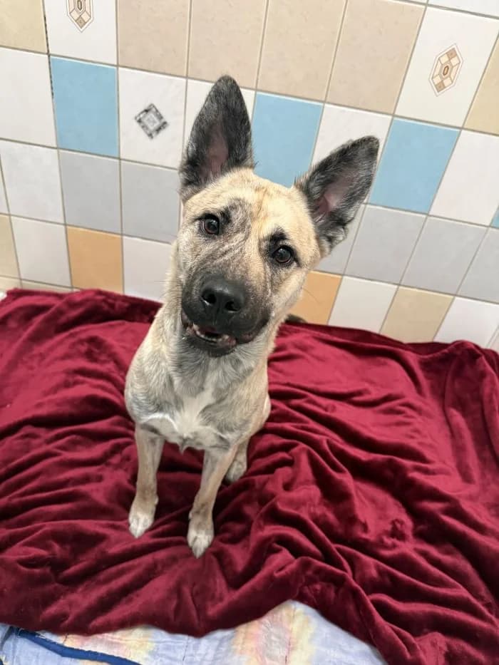 Shaya, beige gestromt female Husky for adoption at Tierheim Wels, Wels