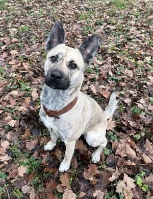 Shaya, beige gestromt female Husky for adoption at Tierheim Wels, Wels — photo 3 of 6