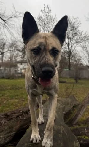 Shaya, beige gestromt female Husky for adoption at Tierheim Wels, Wels — photo 4 of 6