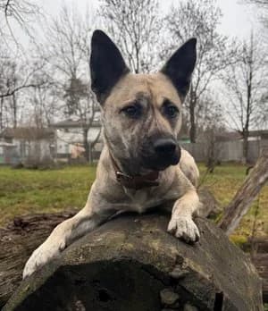 Shaya, beige gestromt female Husky for adoption at Tierheim Wels, Wels — photo 5 of 6