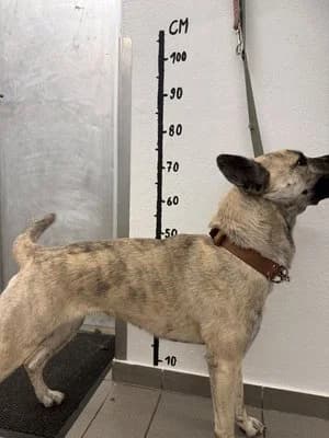 Shaya, beige gestromt female Husky for adoption at Tierheim Wels, Wels — photo 6 of 6