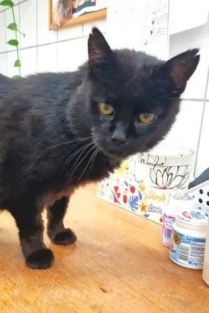 Mr. Brown, schwarz male mixed breed for adoption at Tierheim Wels, Wels — photo 3 of 4