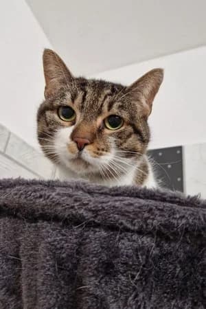 Maya, brauntiger-weiß female mixed breed for adoption at Tierheim Wels, Wels — photo 3 of 4