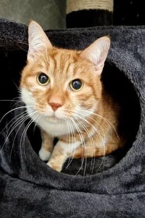 Pinsel, rottiger-weiß male mixed breed for adoption at Tierheim Wels, Wels — photo 3 of 4