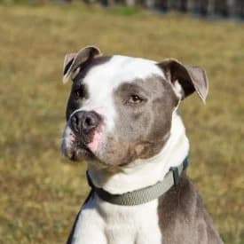 Spike, male American Staffordshire Terrier for adoption at TIKO Tierschutzkompetenzzentrum, Klagenfurt