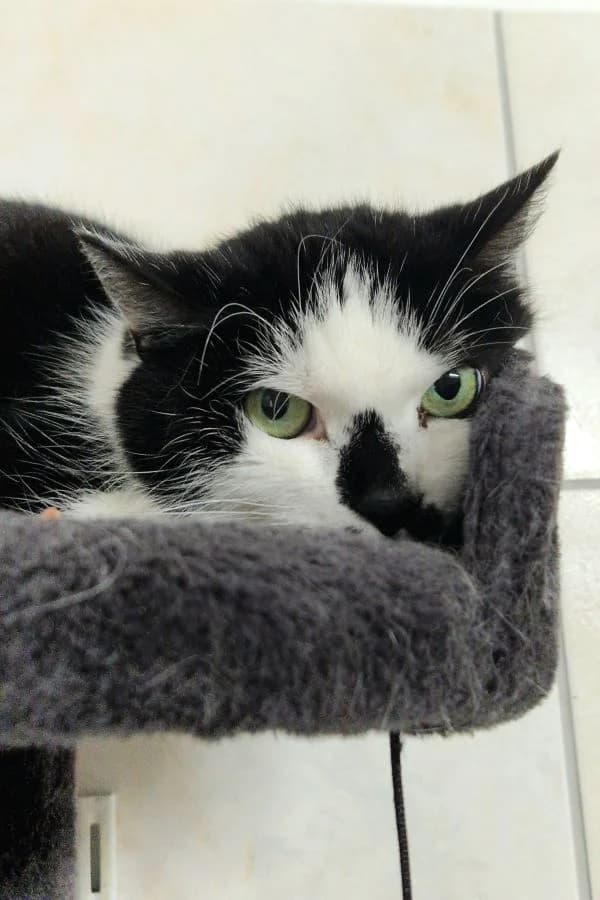 Cora, schwarz-weiß female mixed breed for adoption at Tierheim Wels, Wels