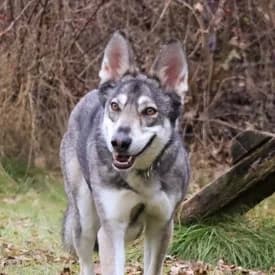 Kira, weiß female mixed breed for adoption at TIKO Tierschutzkompetenzzentrum, Klagenfurt
