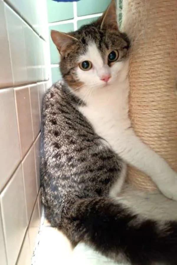 Liana, brauntiger-weiß female mixed breed for adoption at Tierheim Wels, Wels