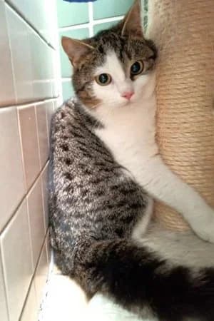 Liana, brauntiger-weiß female mixed breed for adoption at Tierheim Wels, Wels — photo 2 of 2