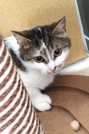 Twiggy, brauntiger-weiß female mixed breed for adoption at Tierheim Wels, Wels — photo 2 of 2