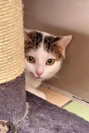 Keya, brauntiger-weiß female mixed breed for adoption at Tierheim Wels, Wels — photo 2 of 2