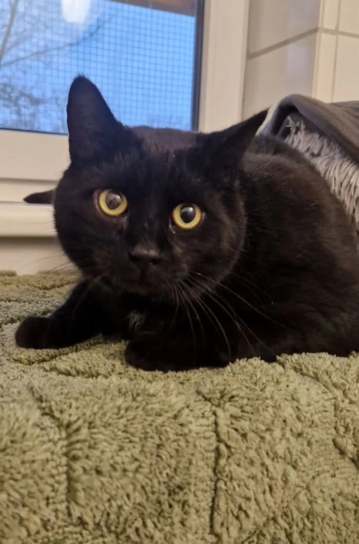 Mars, schwarz male mixed breed for adoption at Tierheim Wels, Wels