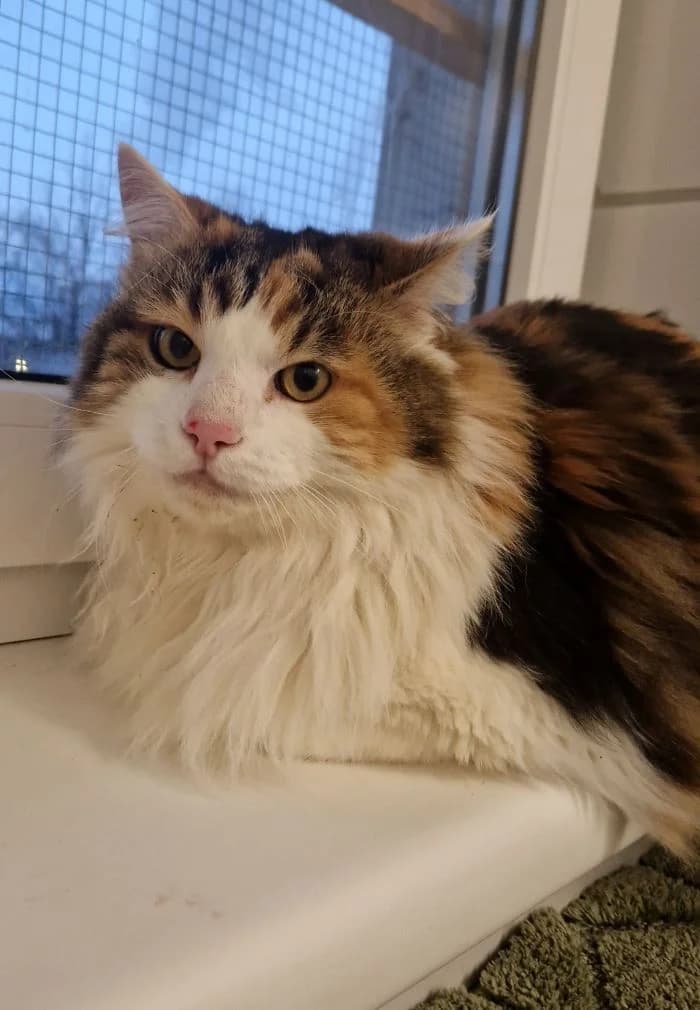 Cleo, tricolor female mixed breed for adoption at Tierheim Wels, Wels